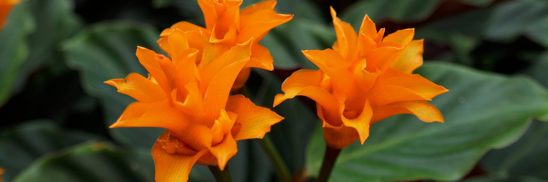 Licht ist wichtig für Zimmerpflanzen, denn sie brauchen es zur Gewinnung von Energie. Aber nicht alle mögen einen Platz direkt am Fenster, wie zum Beispiel die Calathea.