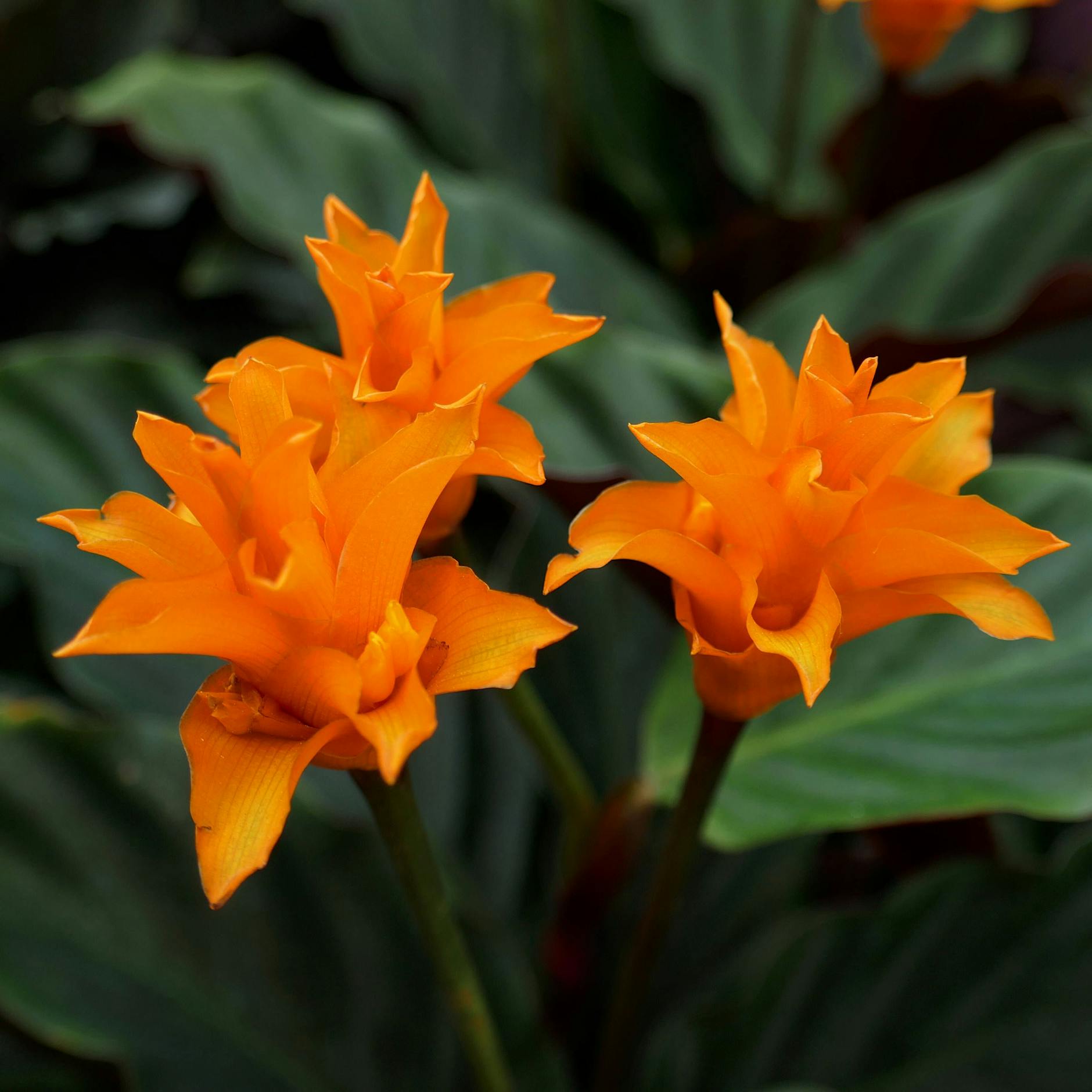 Kein Platz am Fenster? DIESE Zimmerpflanzen wachsen auch in dunklen Ecken