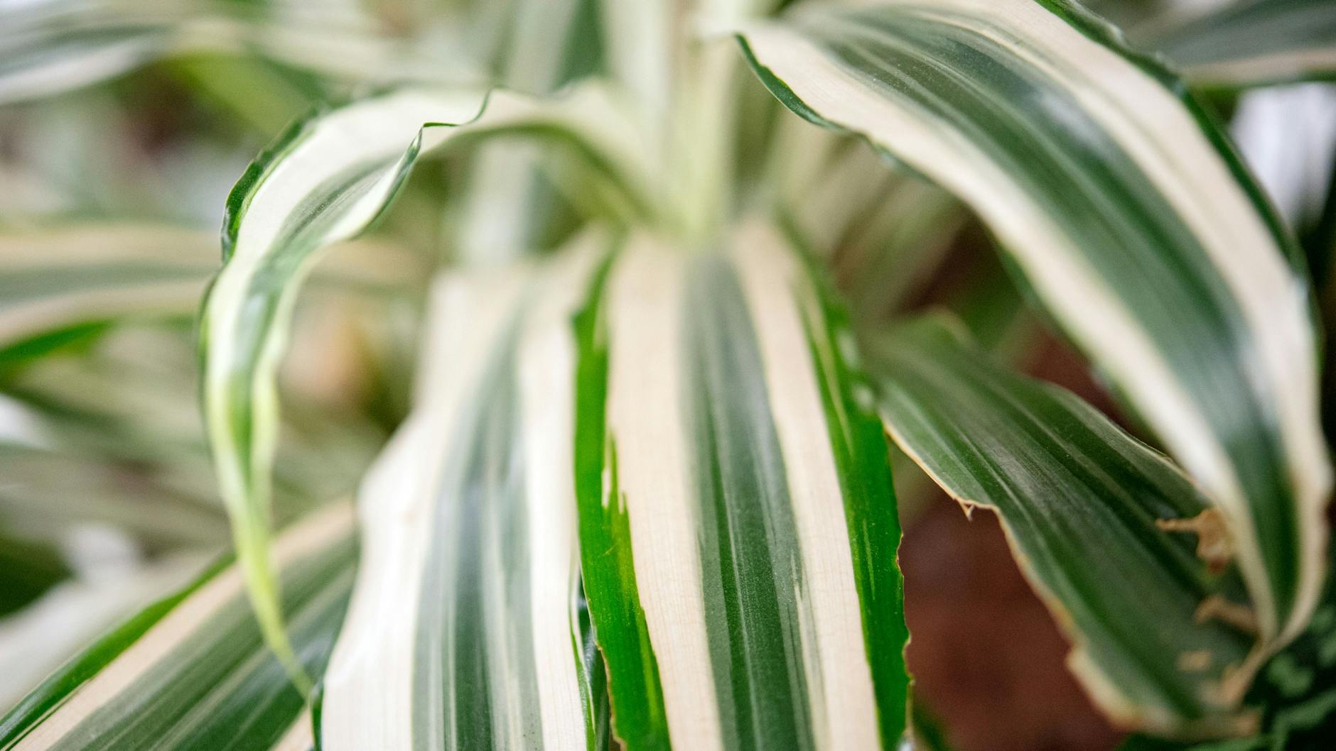 Der Drachenbaum verträgt einen lichtarmen Standort gut. Es gibt ihn als Zimmerpflanze, aber auch als Bäumchen mit etwas mehr Höhe.
