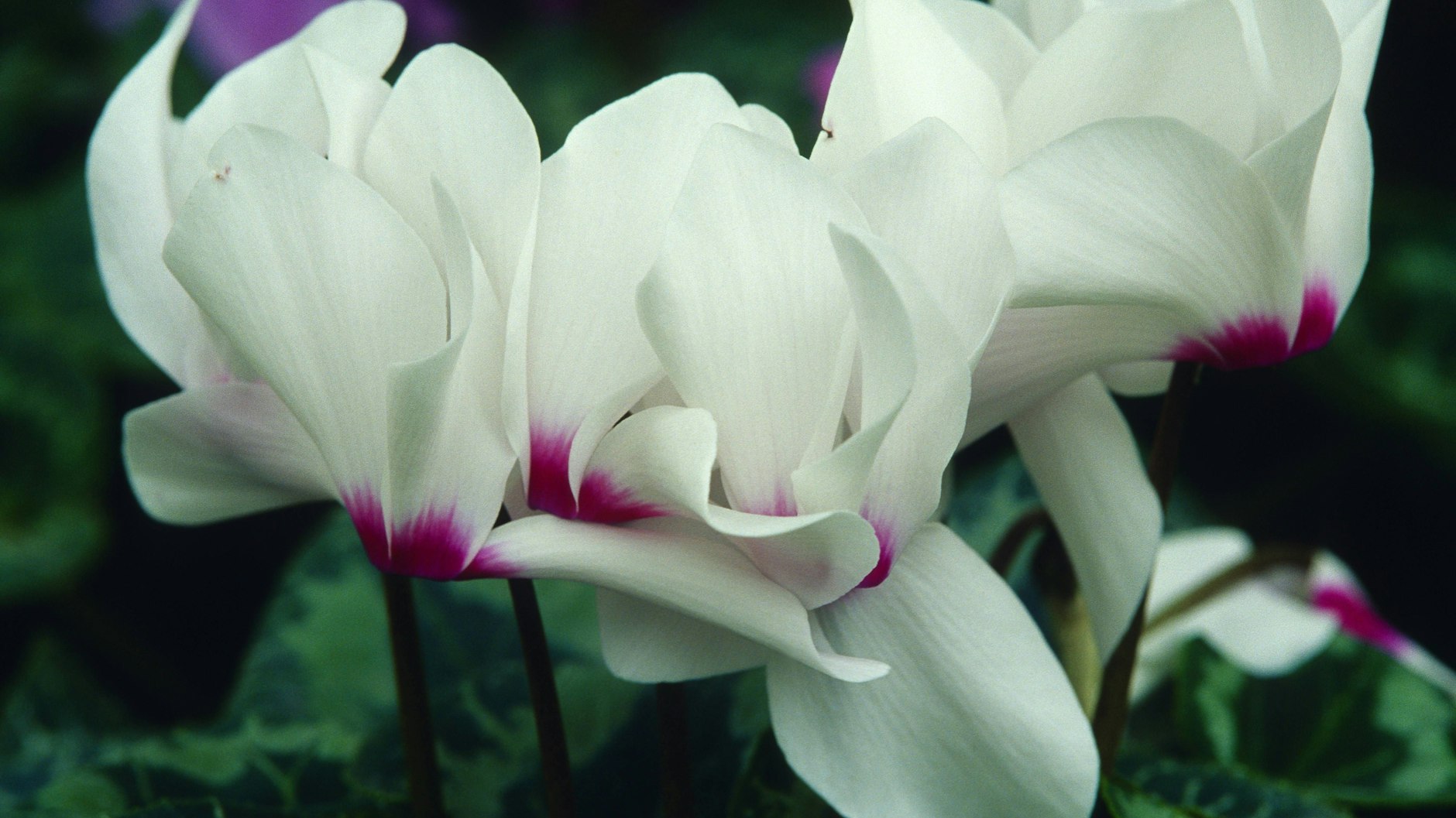 Alpenveilchen überwintern sogar im Garten.