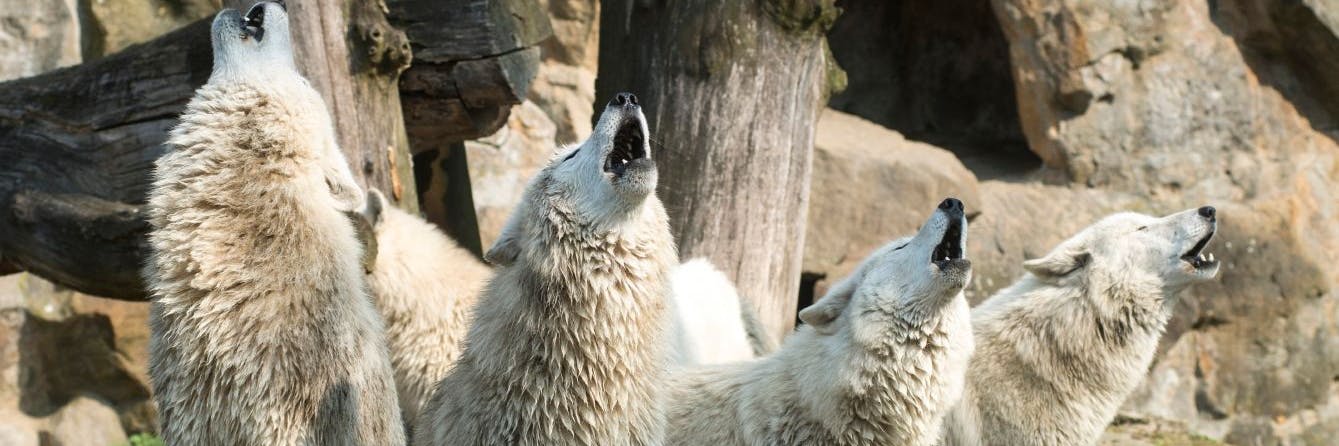 Das ist zum Heulen: Corona greift Zoo und Tierpark in die Kassen.