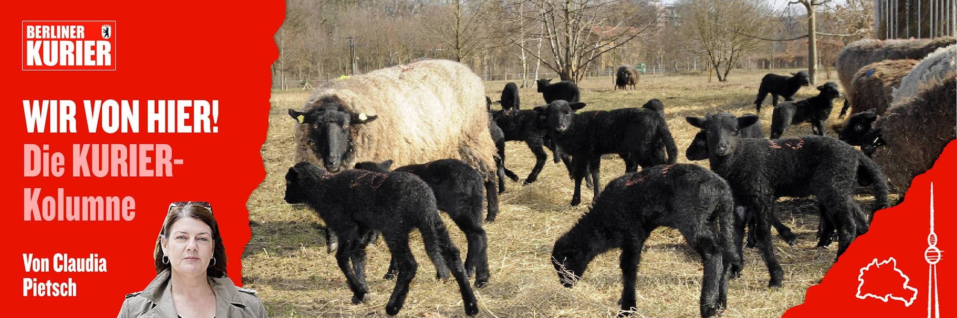 Rauhwollige Pommersche Landschafe weiden mit ihren Lämmern auf den Wiesen des Landschaftsparks Herzberge in Berlin-Lichtenberg.