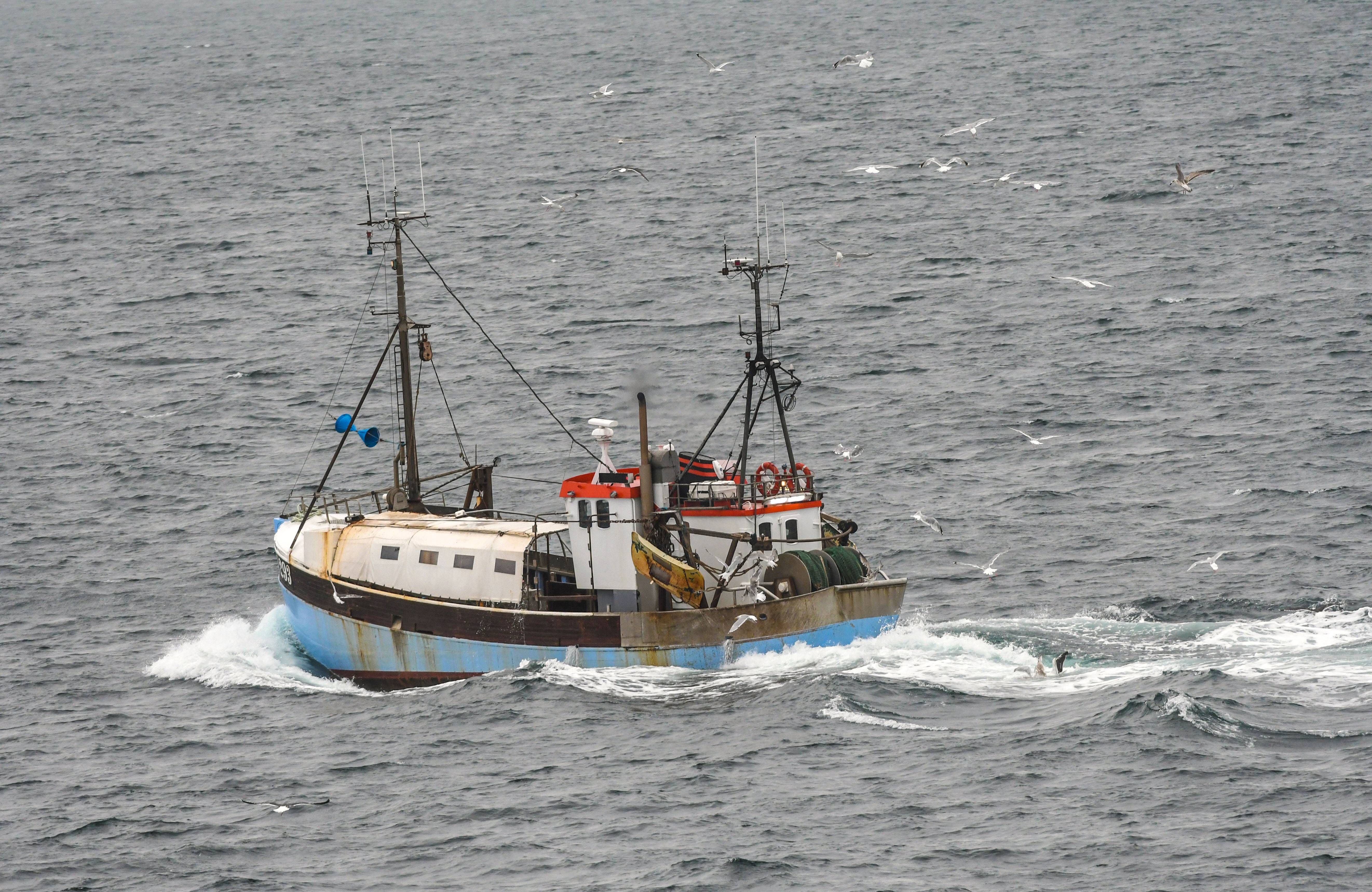 Image - Weil die Ostsee leer ist: Mehr Hering aus der Nordsee