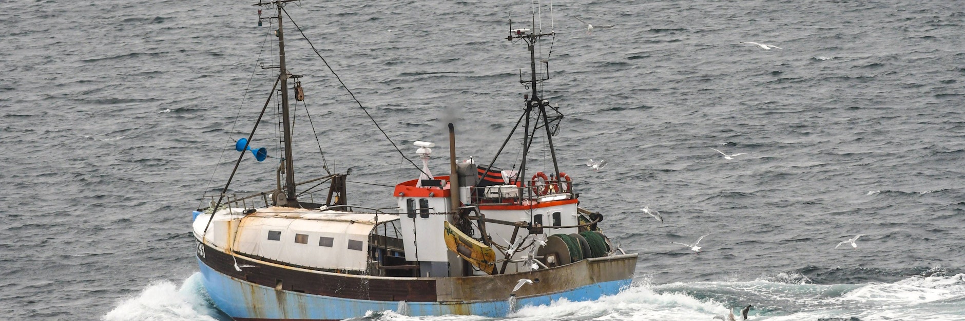 In der Nordsee darf 2022 mehr Hering gefischt werden. 