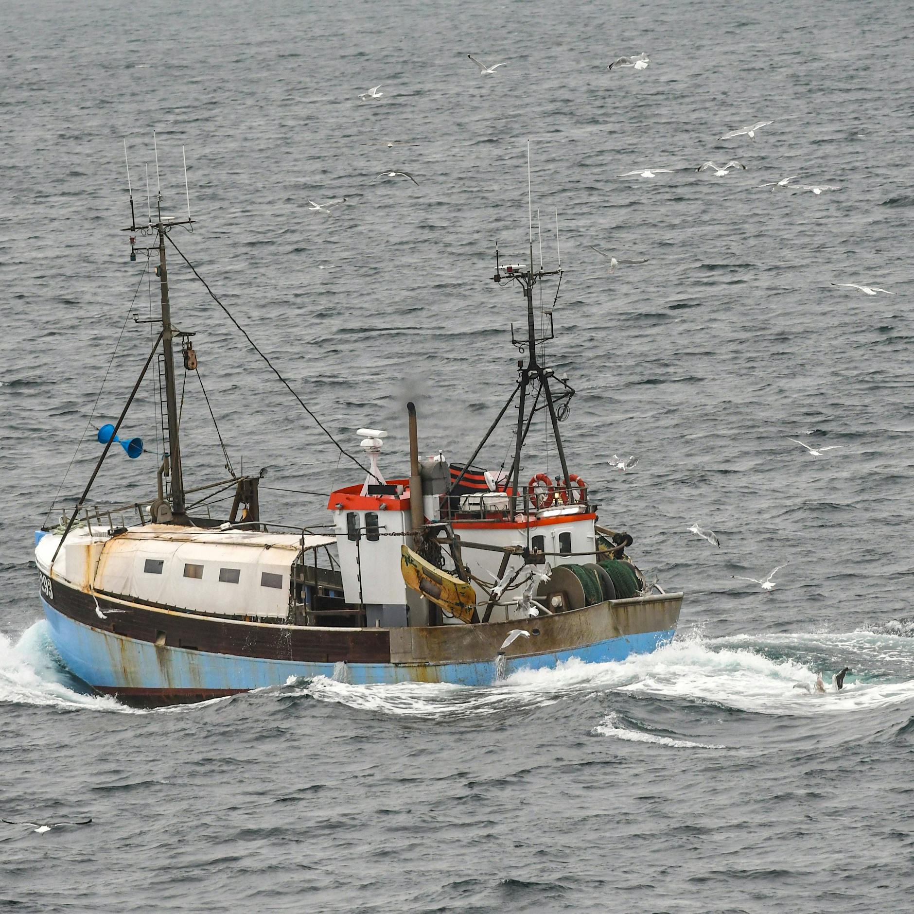 Weil die Ostsee leer ist: Mehr Hering aus der Nordsee