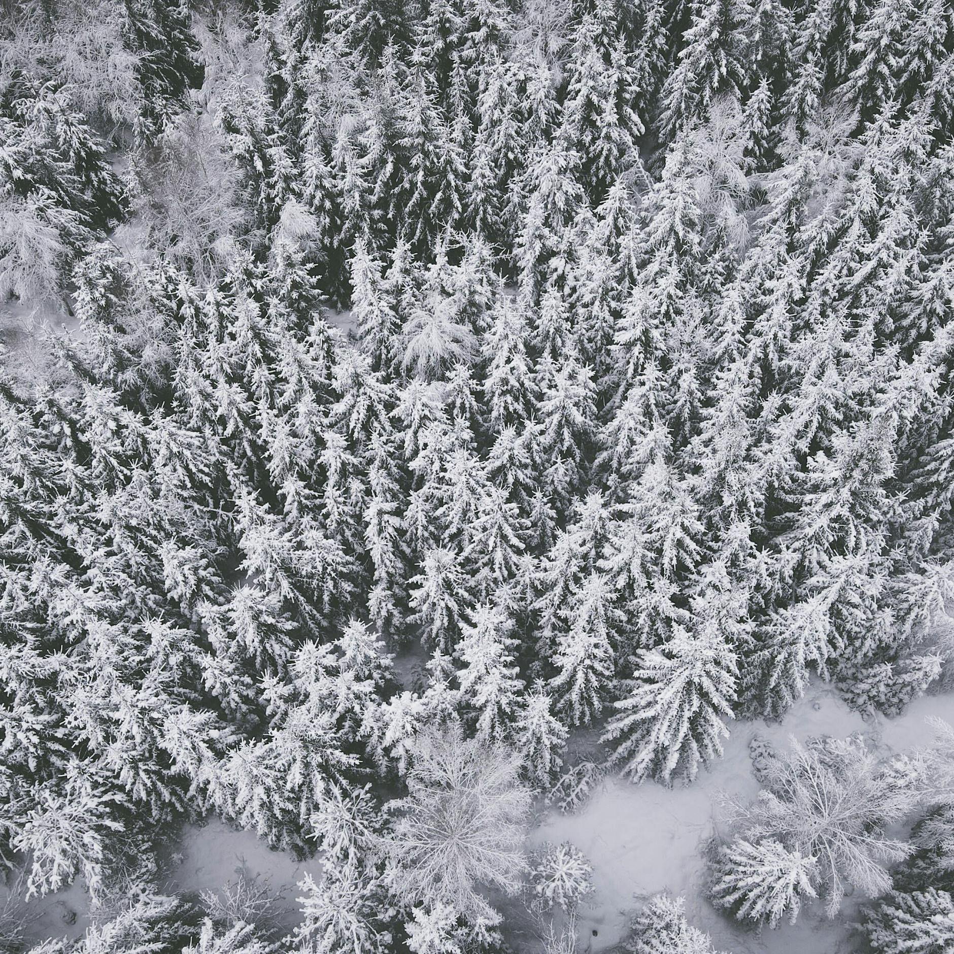 Irre Wärmedüse bringt den Frühling nach Berlin, doch dann stürzen die Temperaturen ins Bodenlose! +++ Doch noch weiße Weihnachten? Wetterexperte legt sich fest!