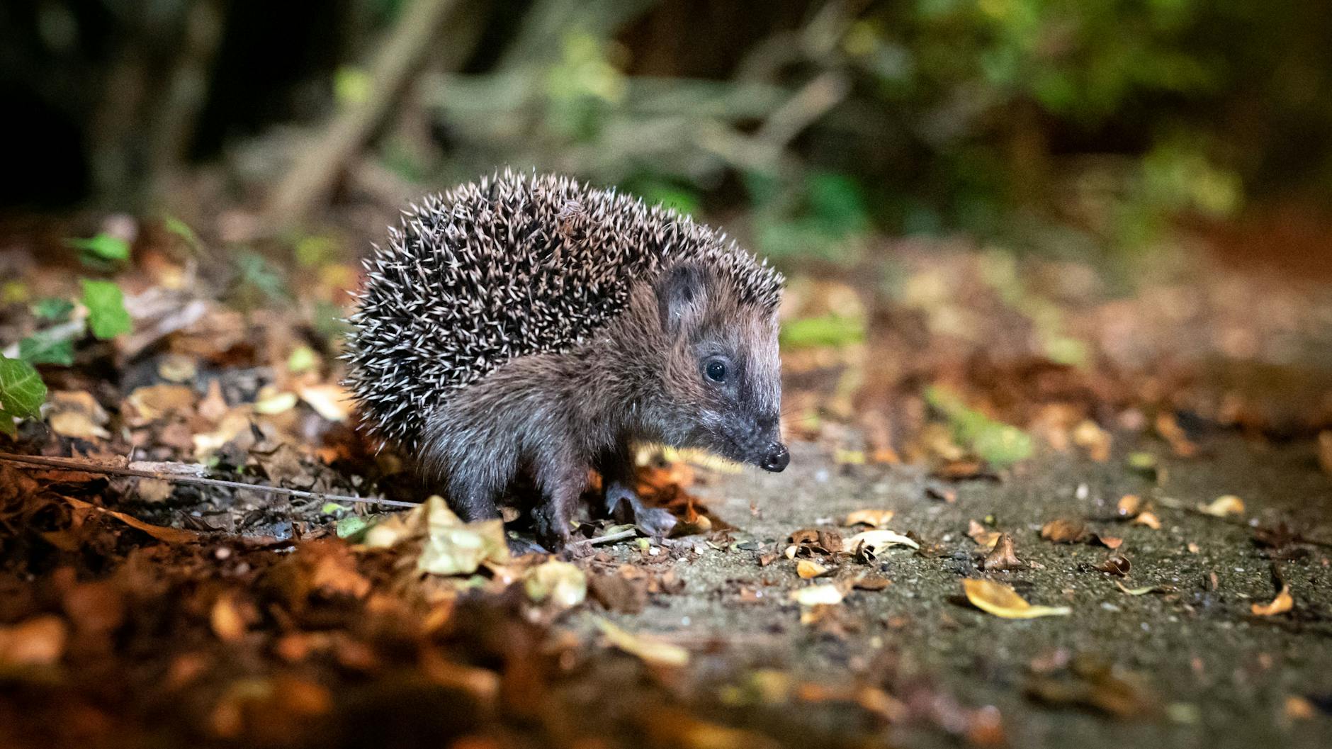 Igel in Berlin