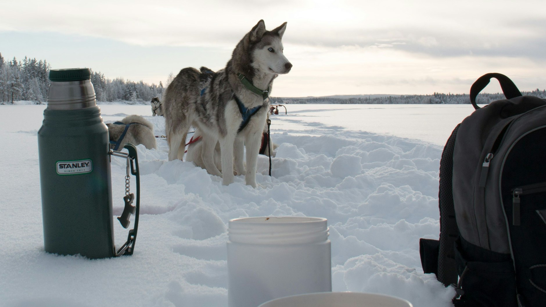 Ganz so eisig wie bei den Touren nach Lappland wird es in Berlin wohl nicht.&nbsp;