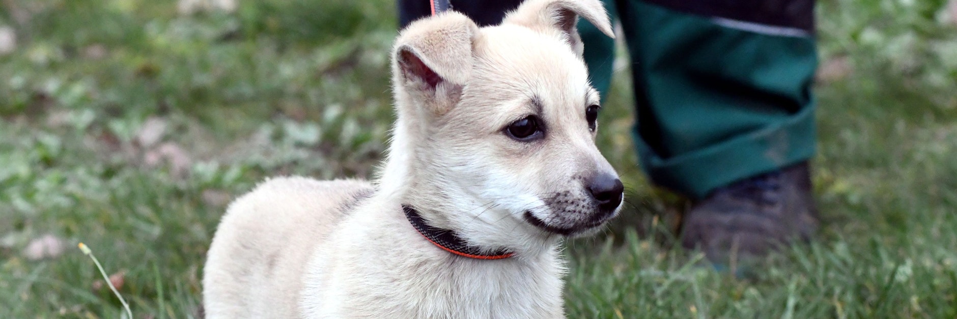 Welpe Tinka wurde 2020 zu Weihnachten verschenkt und dann ausgesetzt. Die kleine landete im Tierheim Berlin.