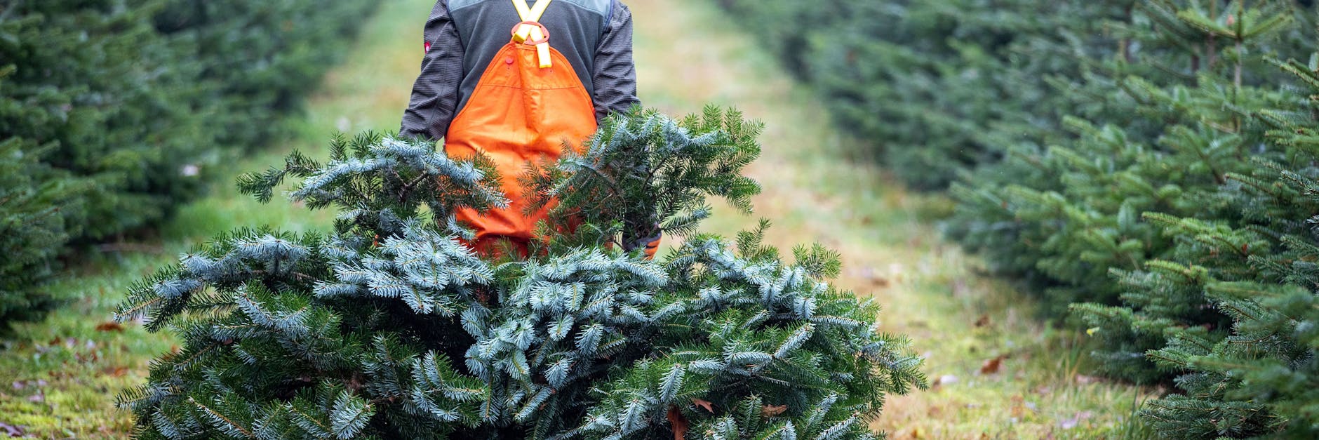 Selber schlagen ist erlaubt, aber Weihnachtstannen aus einem Verkaufsstand klauen geht gar nicht. 
