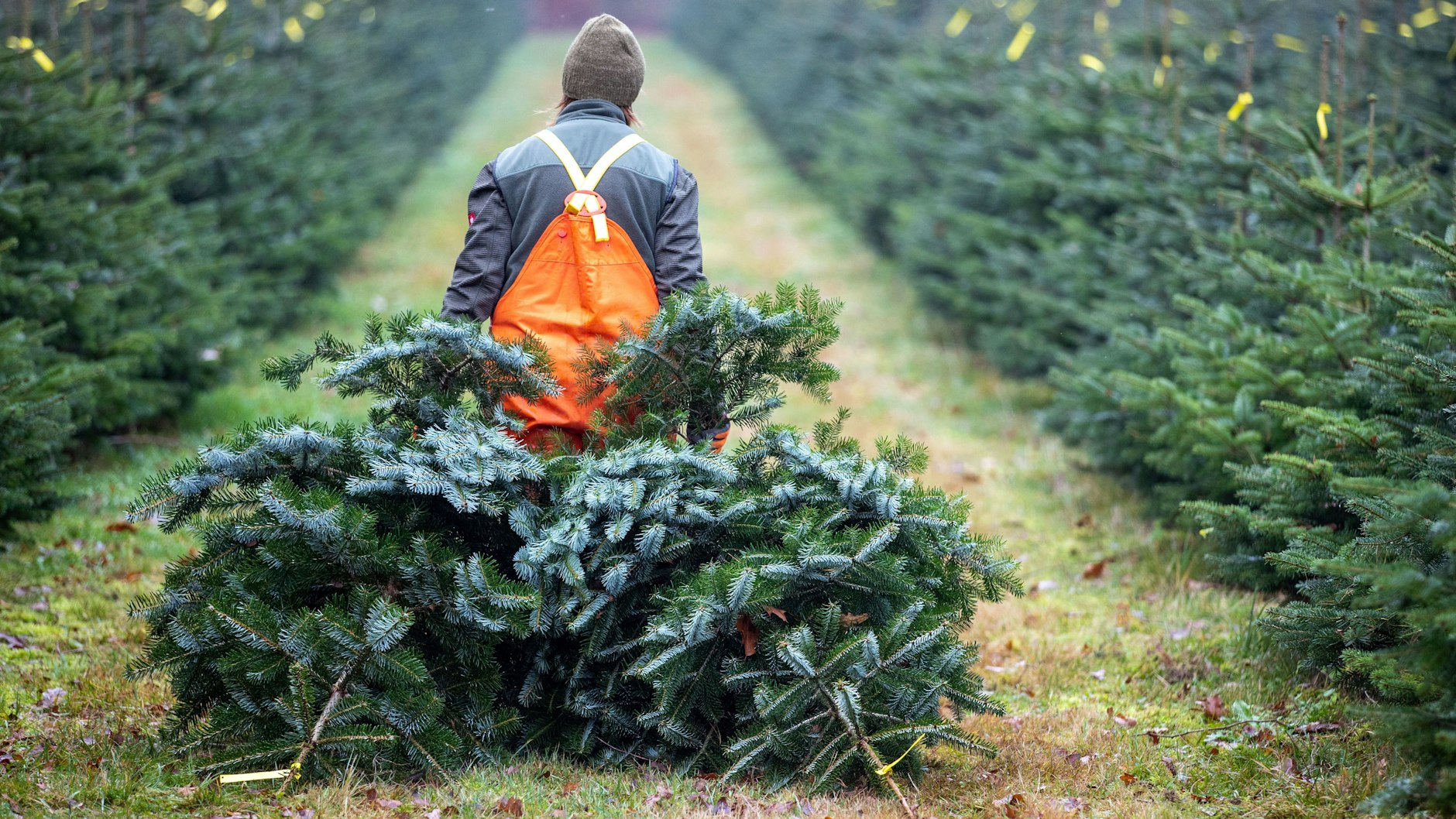 Wer Natur im Wohnzimmer will, muss auch mit den Krabbeltieren leben. 