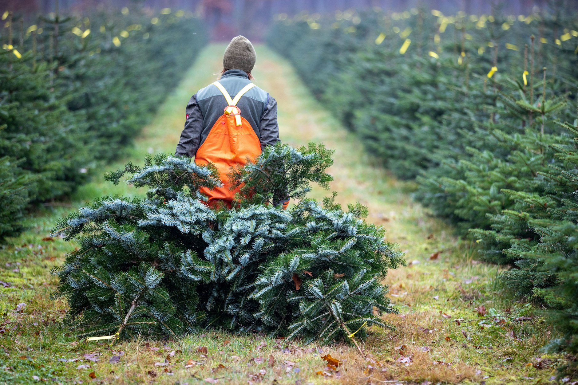 Auf dieser Weihnachtsbaumplantage werden die Bäume zum Fest vorbereitet.