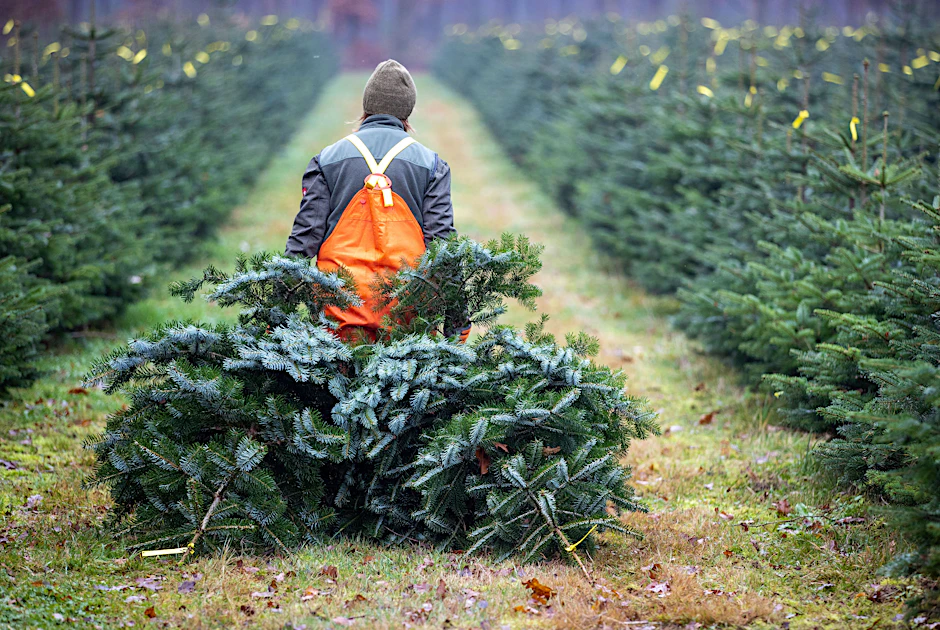 Auf dieser Weihnachtsbaumplantage werden die Bäume zum Fest vorbereitet.