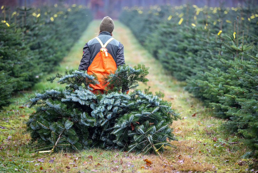 KURIER kennt die Preise: Auch Weihnachtsbäume werden teurer