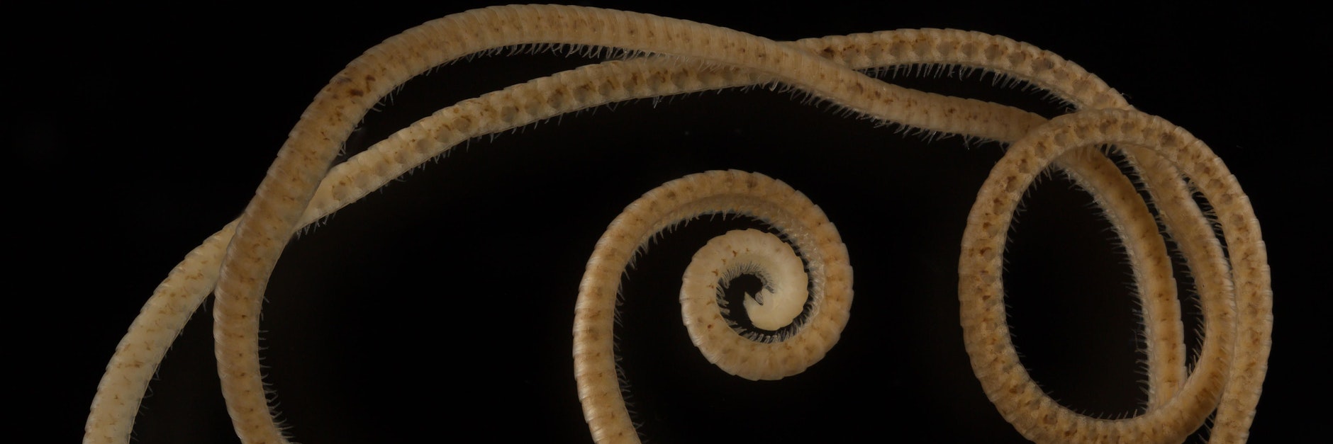 Ein weiblicher Eumillipes persephone mit 330 Segmenten und 1306 Beinen. Anders als bislang angenommen werden bestimmte Tausendfüßer doch ihrem Namen gerecht. 