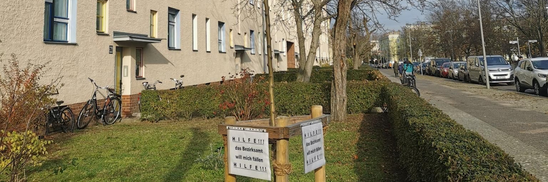 Ein spilleriger Jungbaum und die Reste alter Baumbestände: Sie stören angeblich den Denkmalschutz.