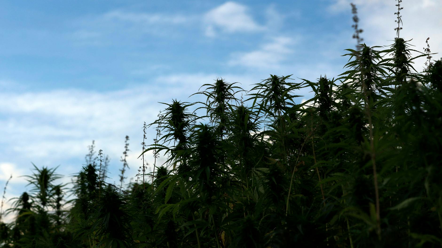 Eine Cannabis-Plantage mit Nutzhanf: Sie gibt es schon in Brandenburg.