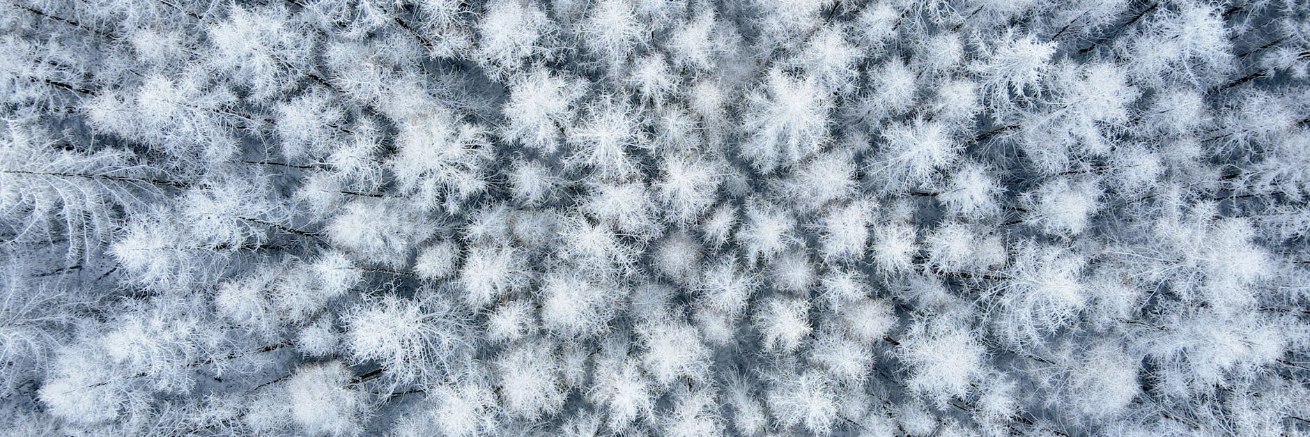 Schneebedeckte Lärchen in Brandenburg.