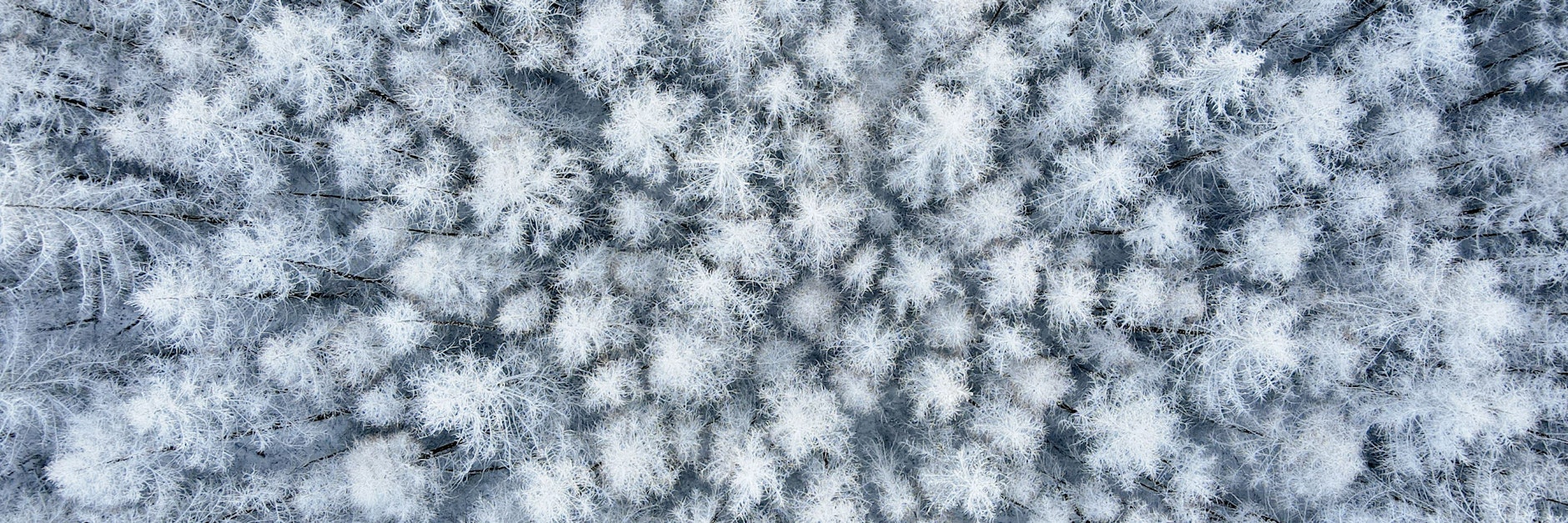Schneebedeckte Lärchen in Brandenburg.