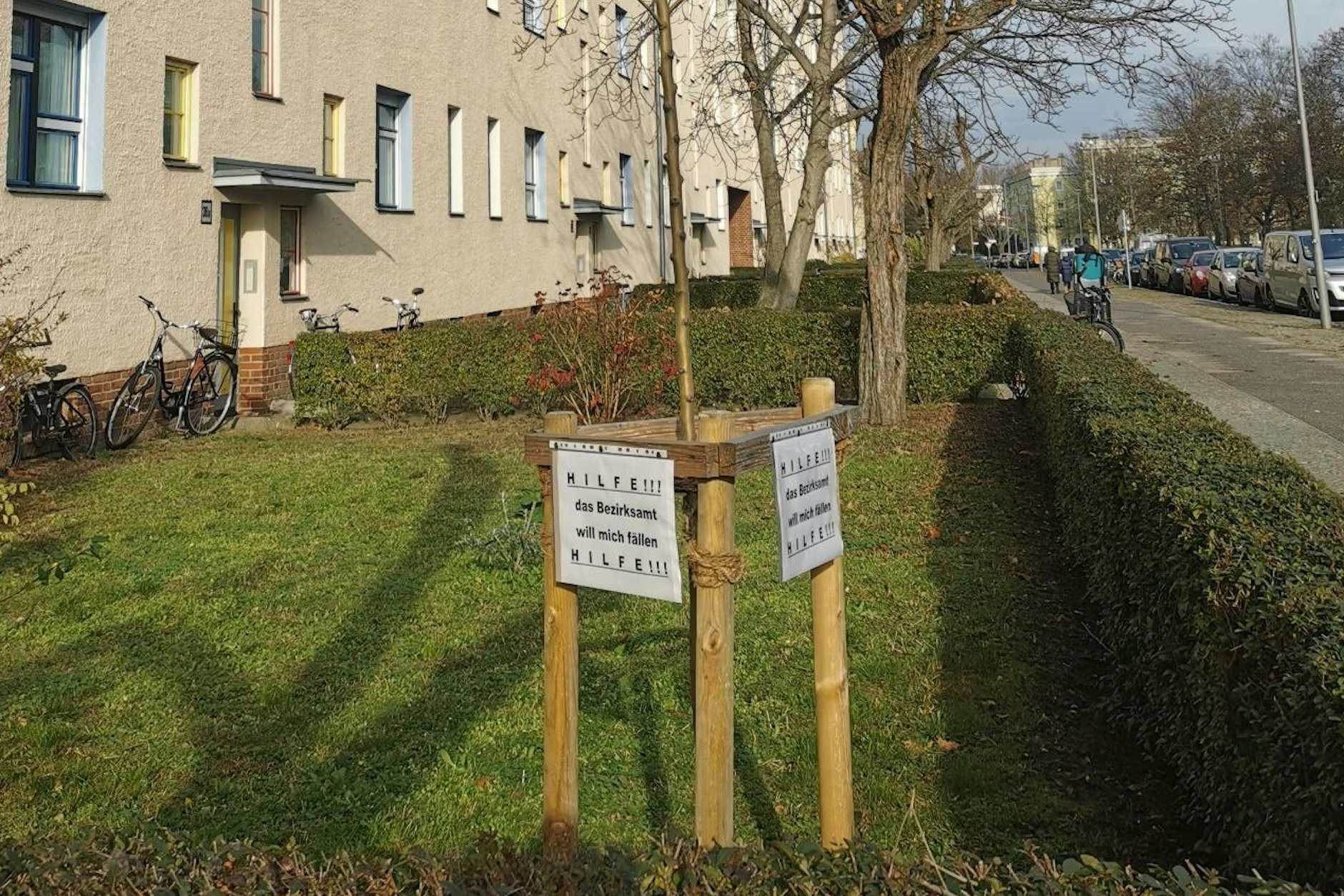 Ein neuer Baum in der Gubitzstraße, der den Denkmalschützern an diesem Platz nicht gefällt.