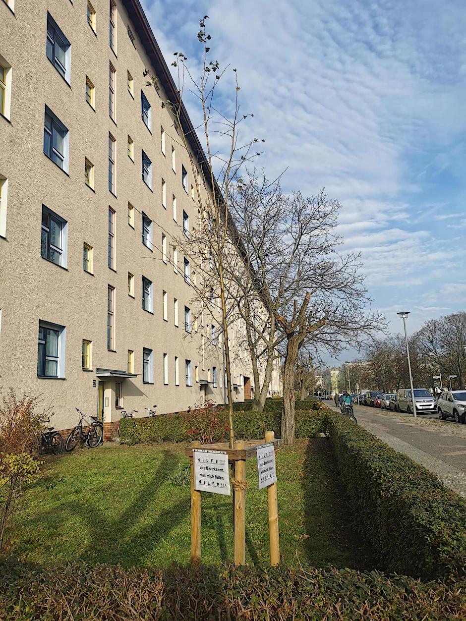 Ein neuer Baum in der Gubitzstraße, der den Denkmalschützern an diesem Platz nicht gefällt.