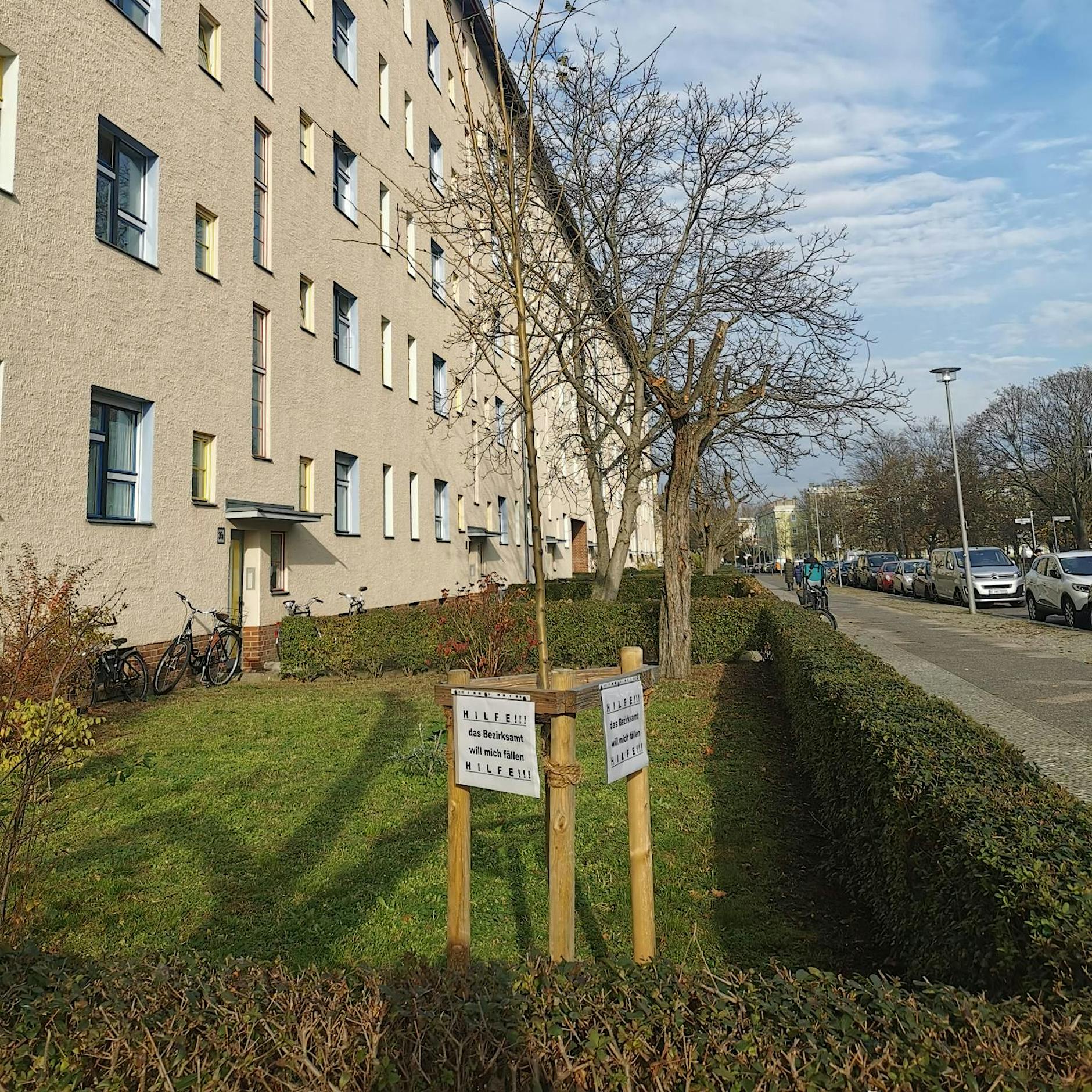 Baumstreit in Pankow: Klimaschutz kontra Denkmalschutz – was wiegt mehr?