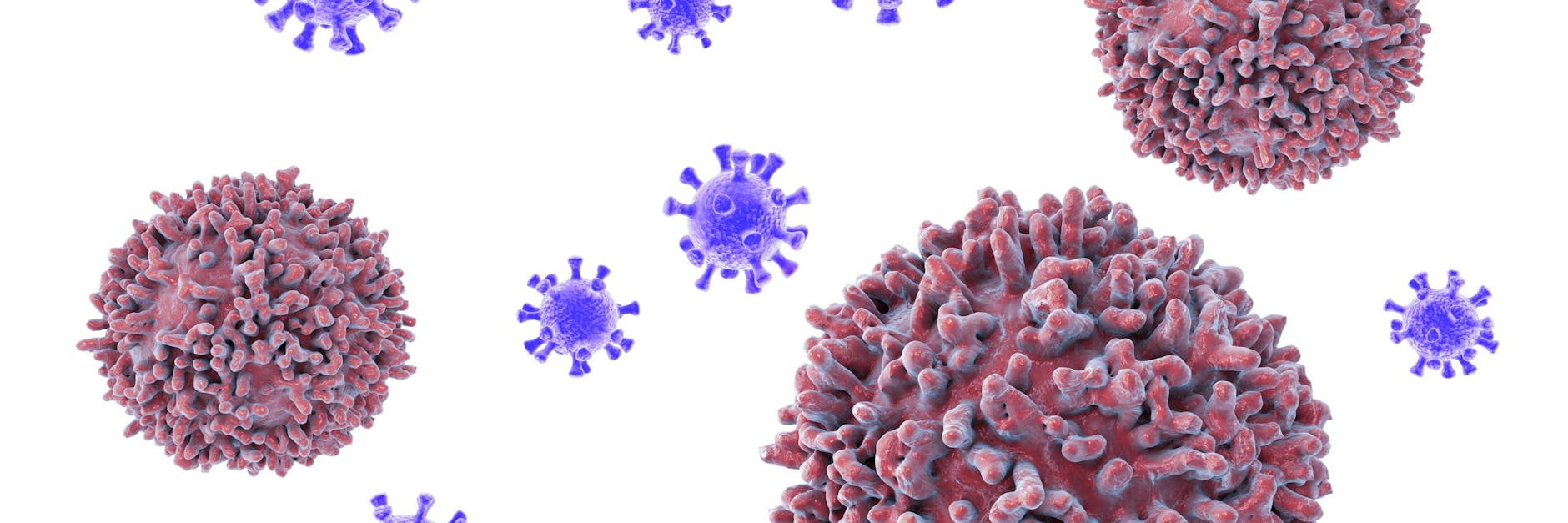 Im Schema stellen die großen Körperchen die T-Zellen, die kleineren die Viruspartikel dar.