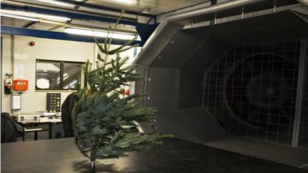 Die Tanne im Windkanal