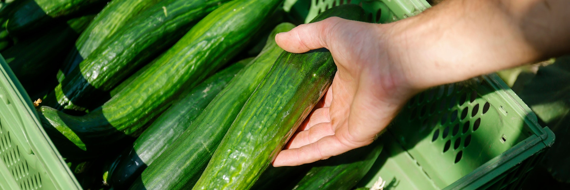 Salatgurken sind lecker, bei der Lagerung sollten Sie aber einiges beachten.