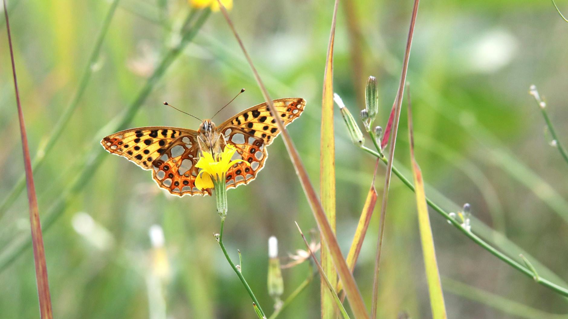 Ein Perlmuttfalter auf einer Blüte in Berlin. 