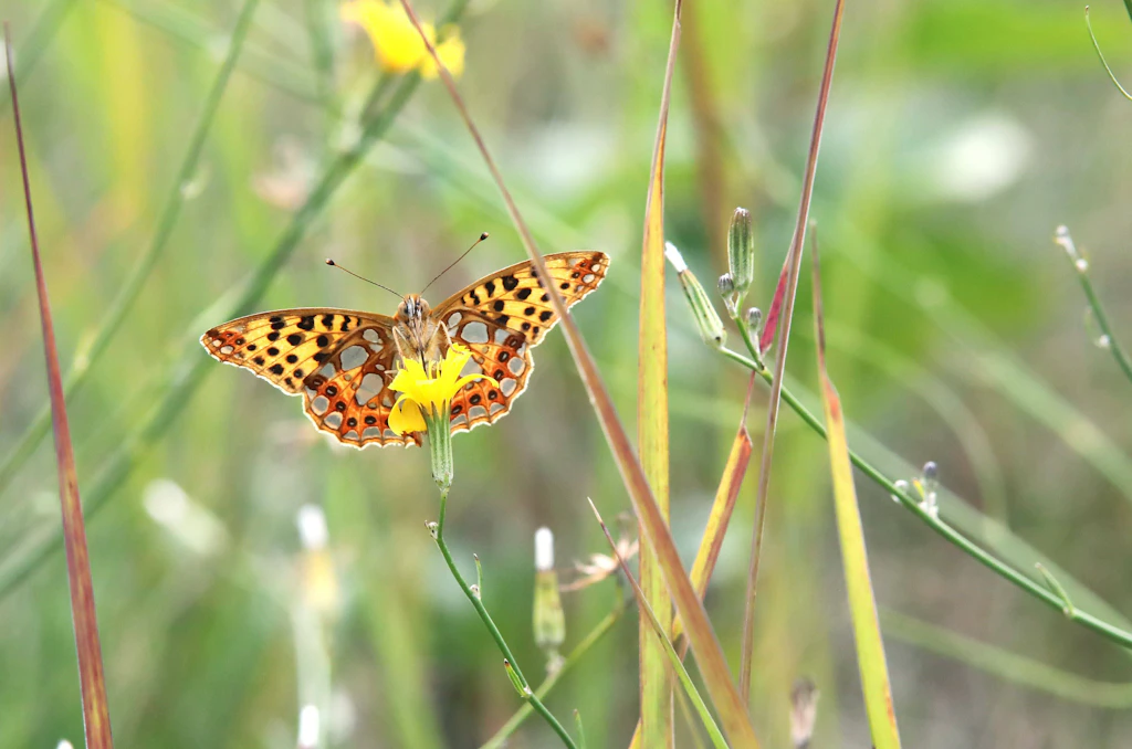 Insekten in Schutzgebieten bundesweit mit Pestiziden kontaminiert