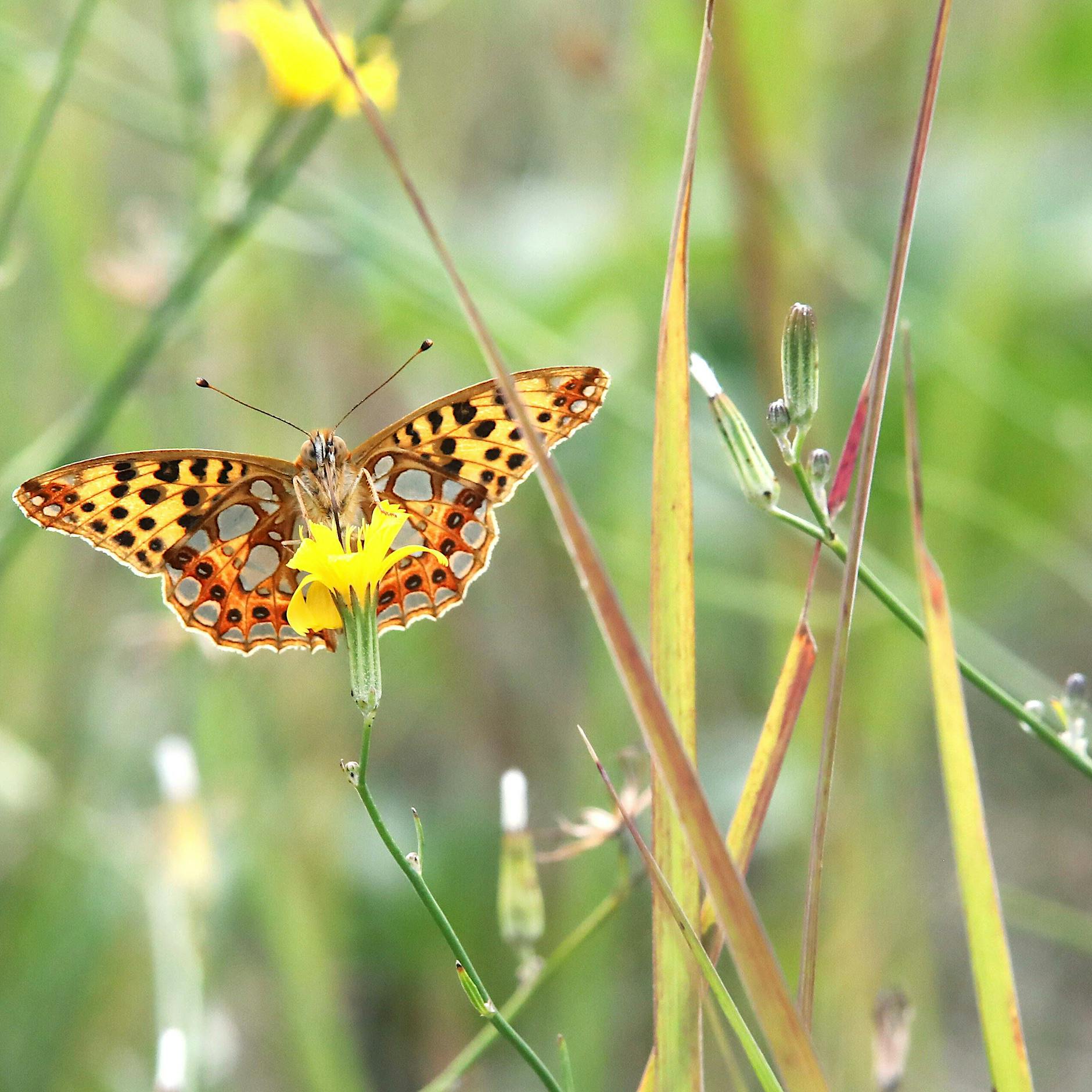 Insekten in Schutzgebieten bundesweit mit Pestiziden kontaminiert