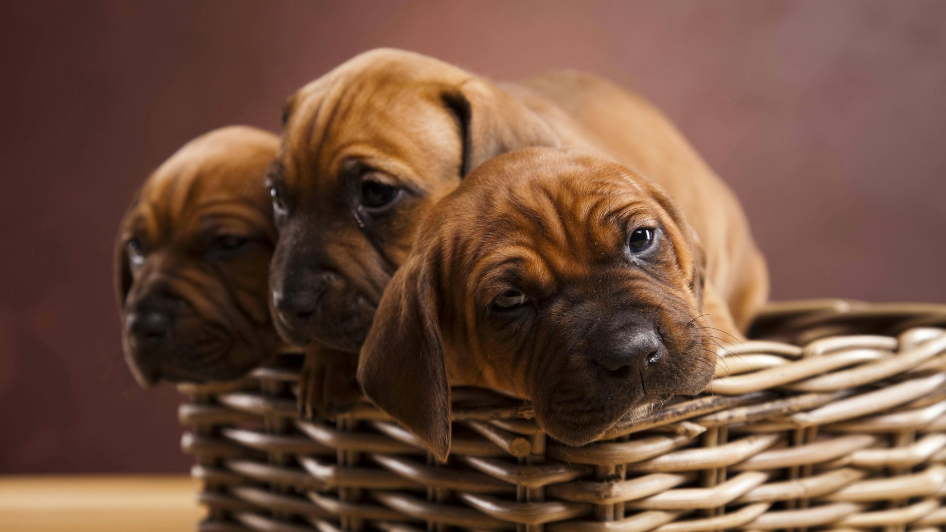 Schon ganz kleine Hunde laufen im Kreis, um sich ihr Lager vorzubereiten.
