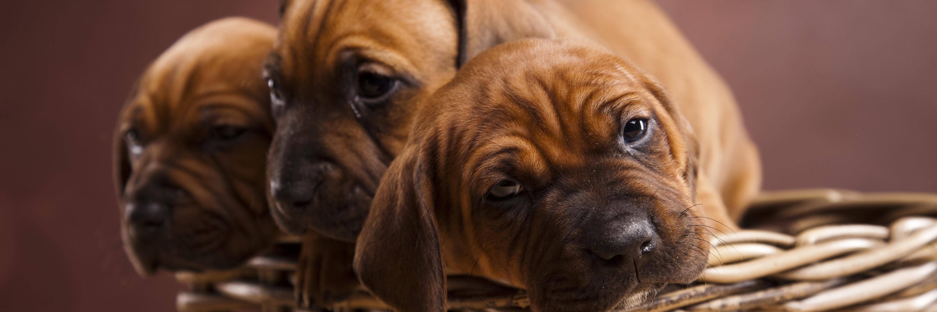 Laut Studie gaben die Befragten an, dass sie nur dank ihrer Hunde zusätzliche soziale Kontakte hatten.