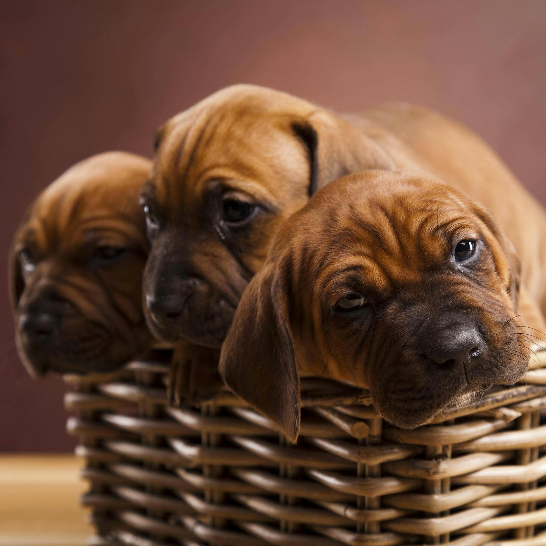 Studie: Hunde dienen als Antidepressiva während der Pandemie