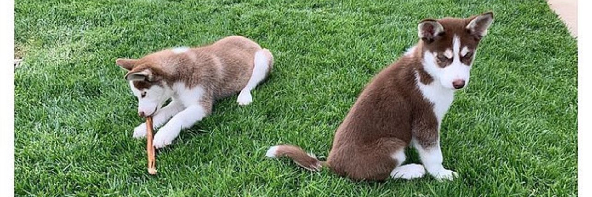 Die beiden Husky-Welpen „Jack“ und „Jill“