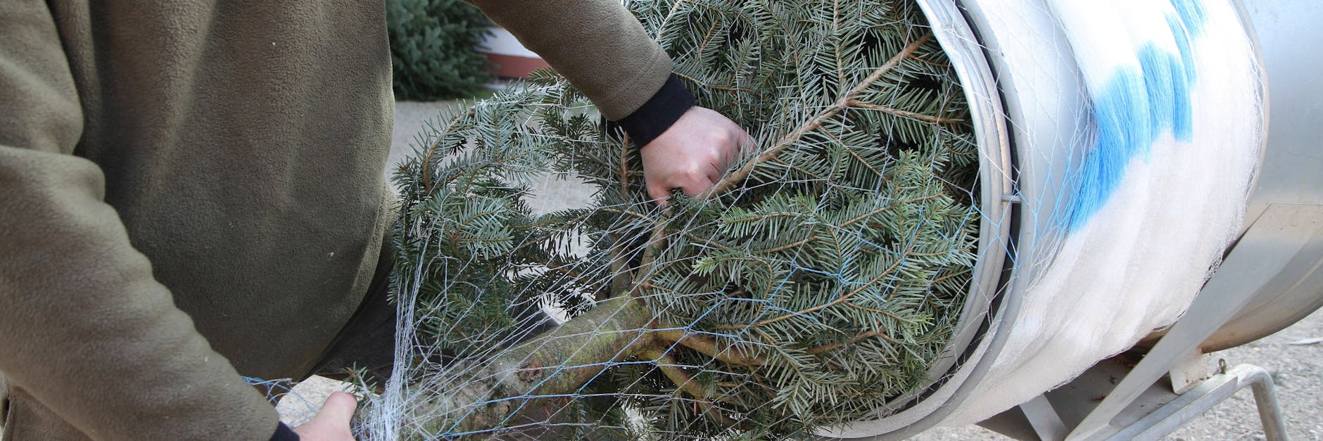 Weihnachtsbäume werden für den Transport in Netzen verpackt. Doch bei der Entsorgung müssen Sie aufpassen.