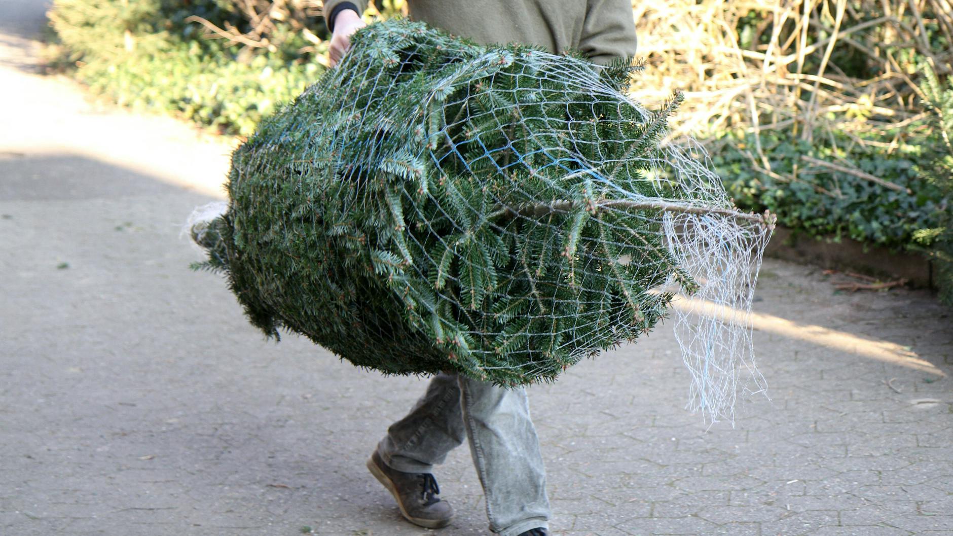 Mit einem Netz lässt sich ein Weihnachtsbaum viel besser transportieren.