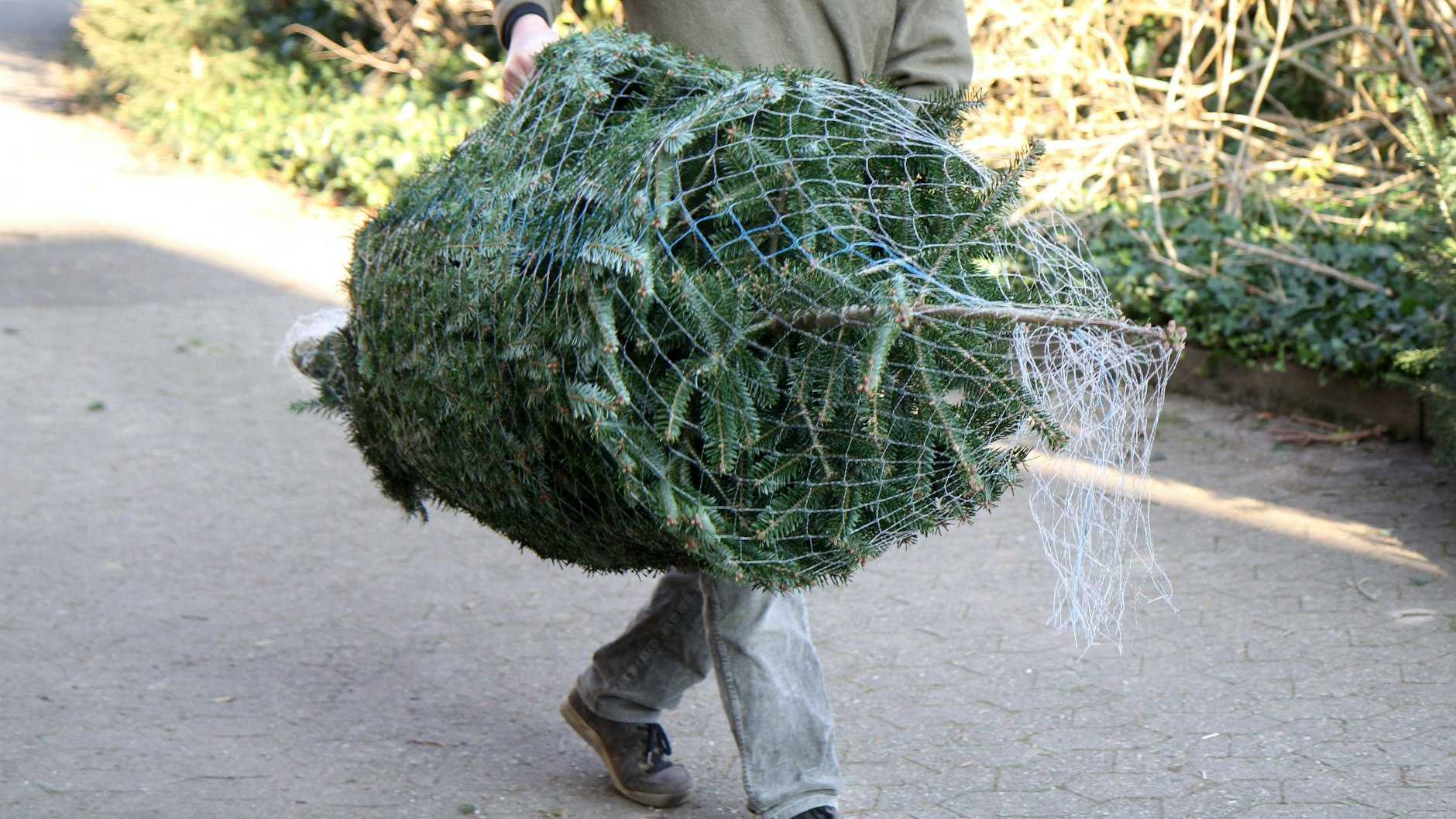 Mit einem Netz lässt sich ein Weihnachtsbaum viel besser transportieren.