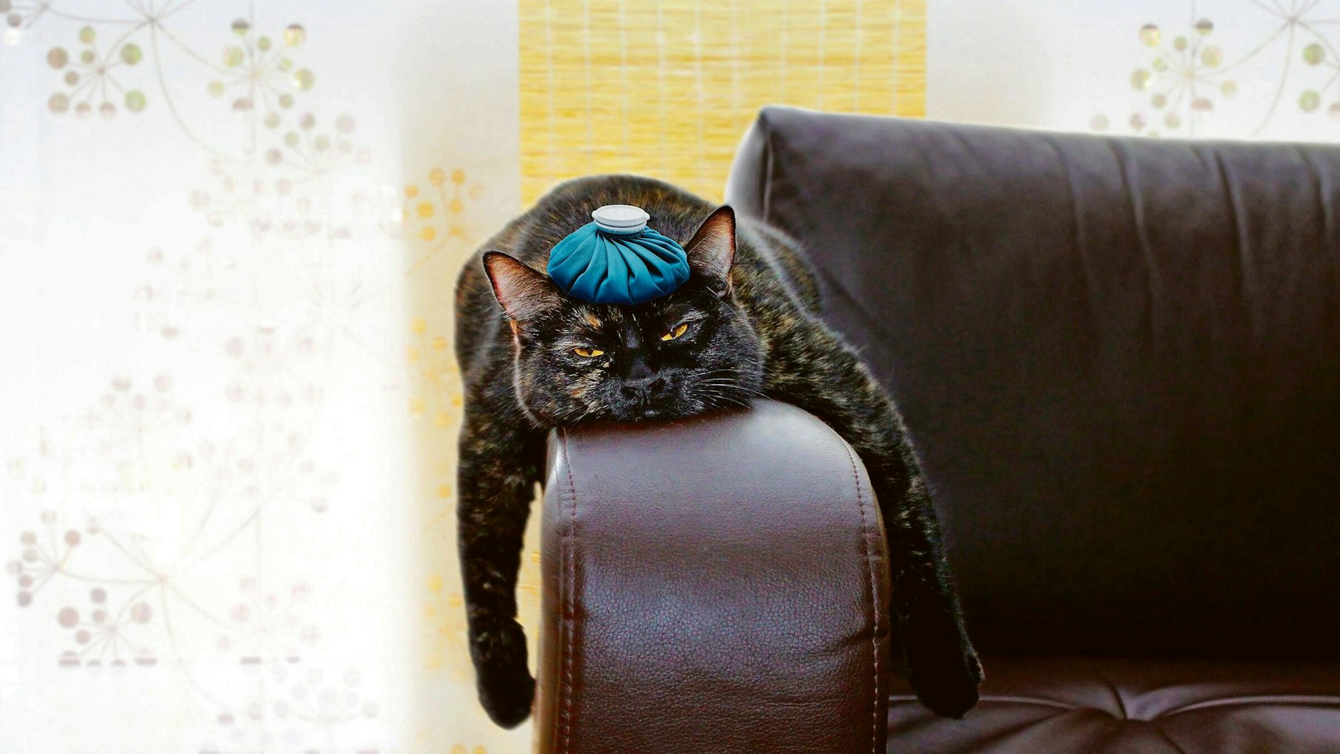 Kopfweh, Schlappheit, lasst mich alle in Ruhe: Ein Kater kann sehr fies sein (Symbolfoto).