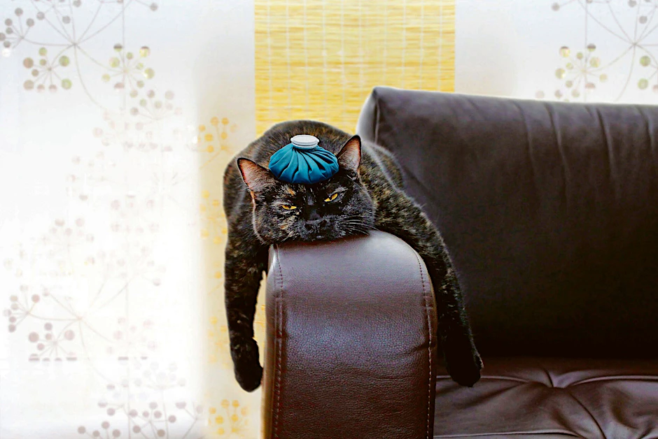 Kopfweh, Schlappheit, lasst mich alle in Ruhe: Ein Kater kann sehr fies sein (Symbolfoto).