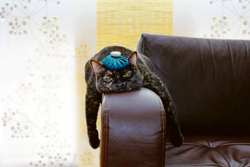 Was hilft wirklich gegen einen Kater?