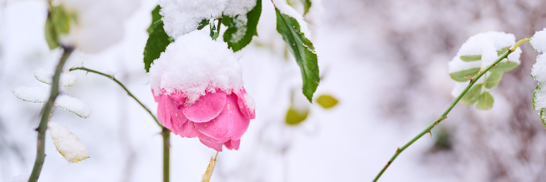 Die Natur kommt auch schon ganz durcheinander: Eine Rose ist mit Schnee bedeckt.