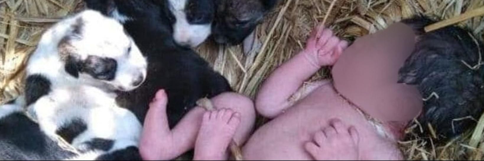Das neugeborene Mädchen zwischen den Welpen. Es trug noch die Nabelschnur.
