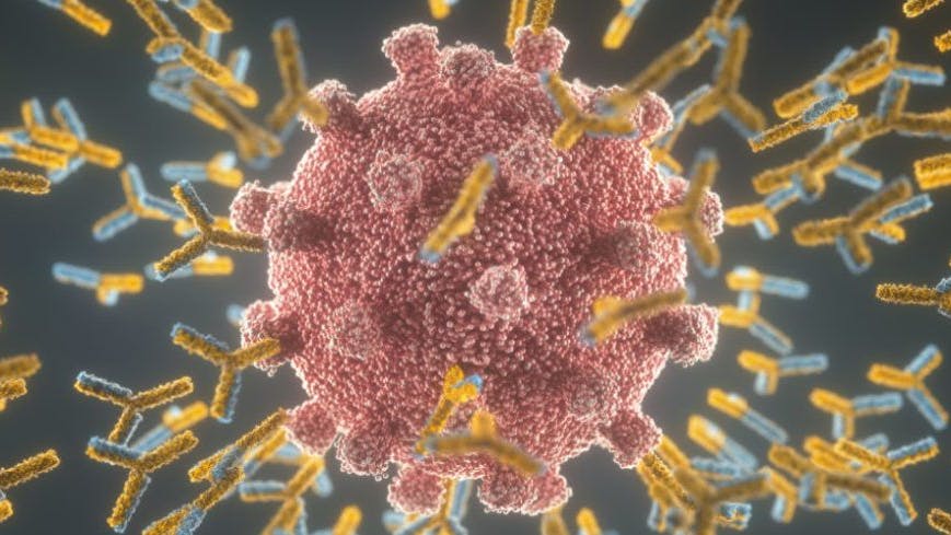 Illustration: Antikörper attackieren ein Coronavirus. Wo sie angreifen müssen, wissen sie durch die mRNA-Impfung.