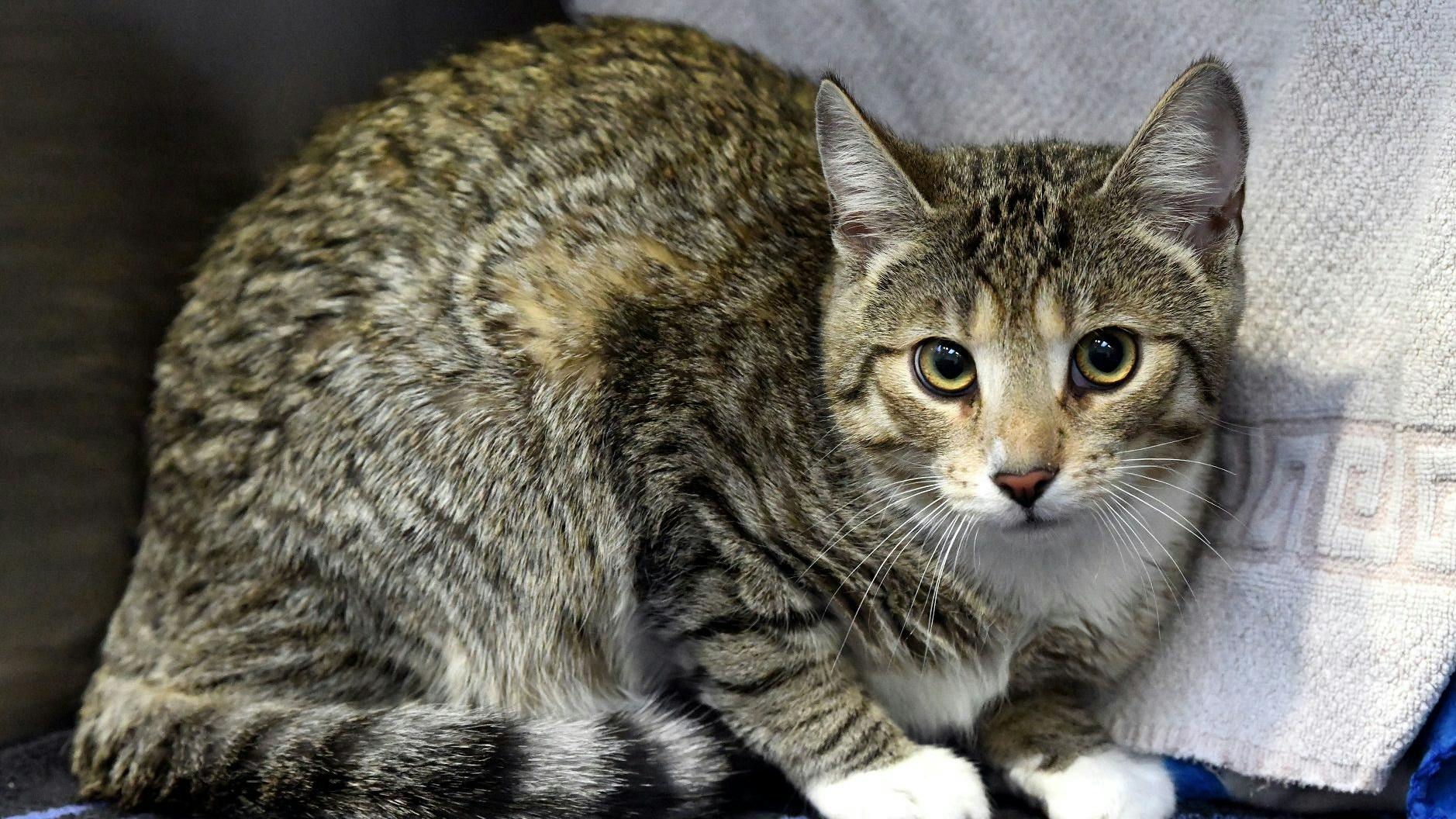 Nicht nur Hunde wurden ausgesetzt, auch zwölf Katzen verloren rund um die Weihnachtstage ihr Zuhause.