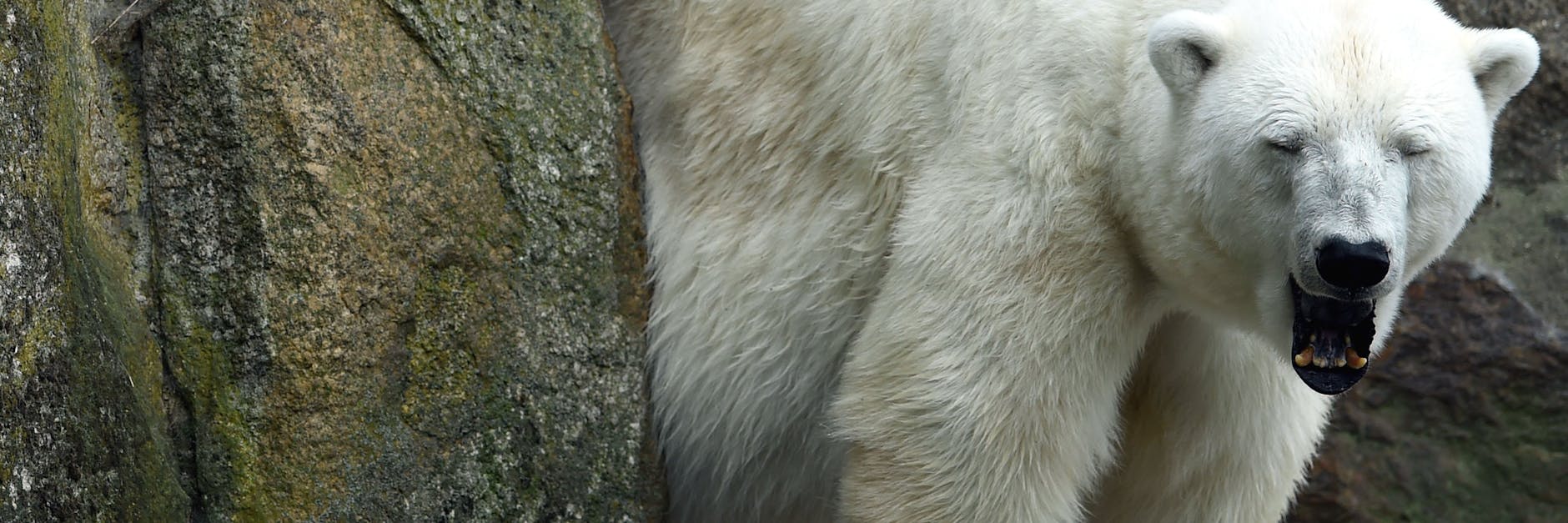 Eisbärin Katjuscha im Zoo: Sie starb am Heiligabend.