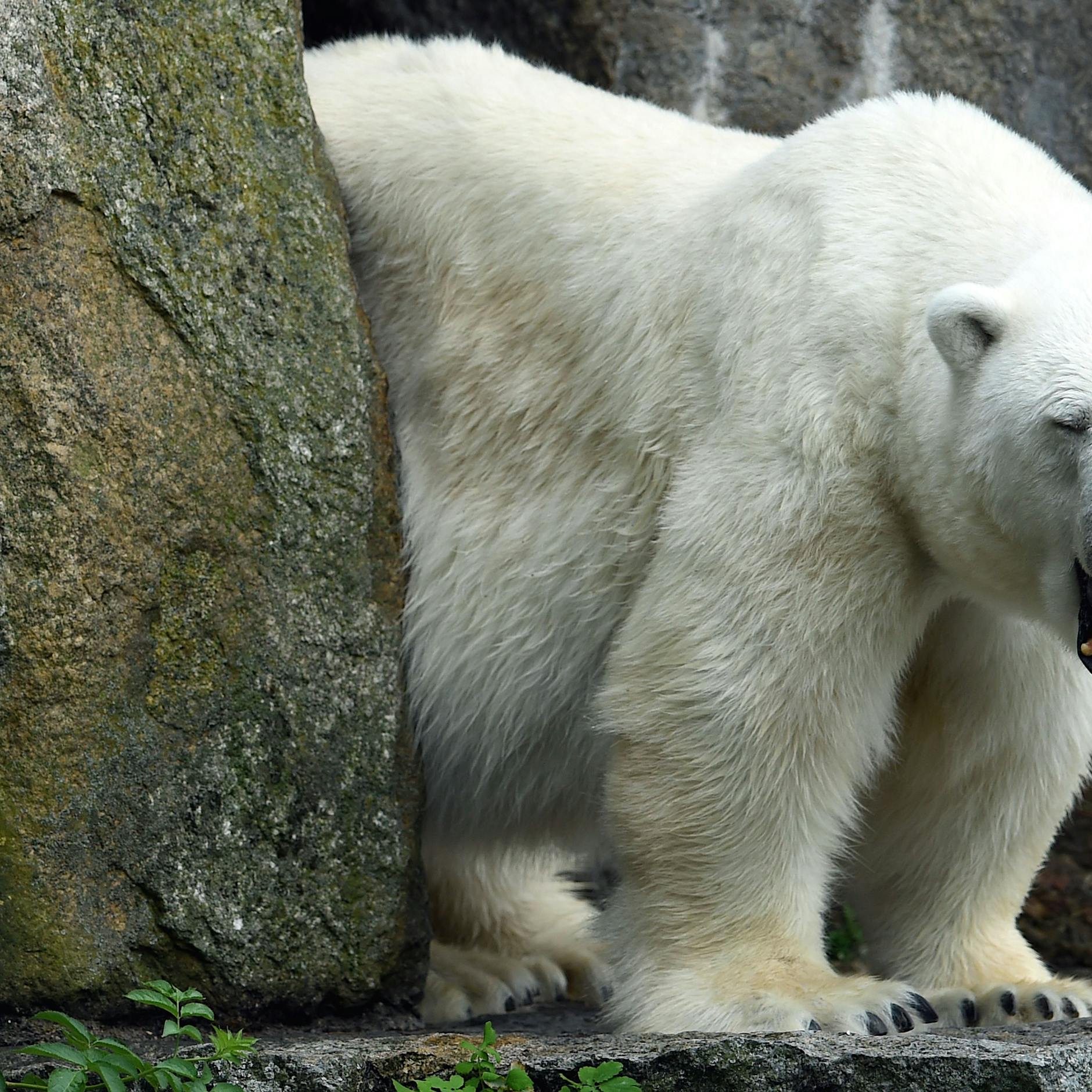 Trauer im Berliner Zoo: Eisbärin Katjuscha ist tot