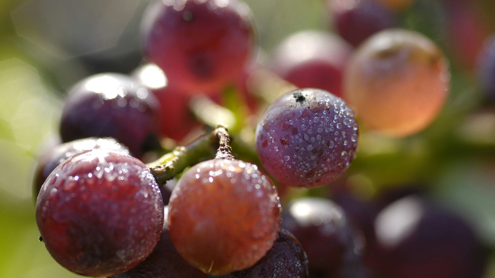 In manchen Ländern kann es nicht schaden, zu Silvester ein paar Weintrauben bei sich zu haben.