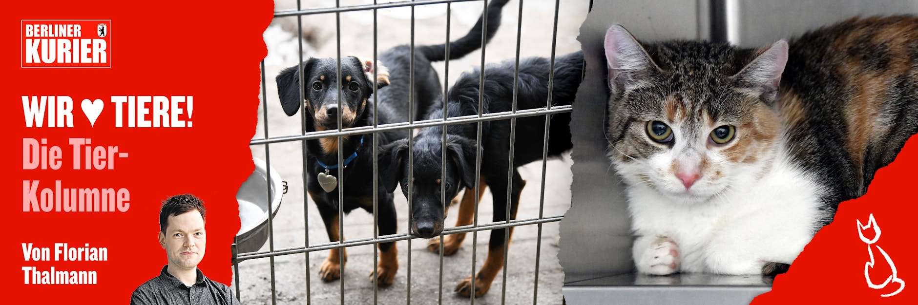 Auch in diesem Jahr landeten einige Hunde und Katzen über die Weihnachtstage zuerst auf Berlins Straßen und später im Tierheim.